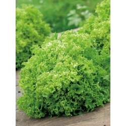 Lettuce "Rekord" - frizzled leaves - 900 seeds