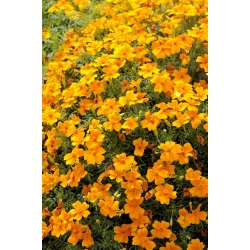 Signet marigold“Talizman” - 橙色 - Tagetes patula L. - 種子