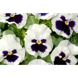 Võõrasema - Schweizer Riesen - valge - Viola x wittrockiana Schweizer Riesen - seemned