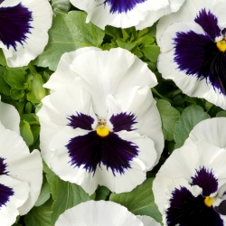 스위스 정원 팬지 - 흰색, 점선 - Viola x wittrockiana Schweizer Riesen - 씨앗