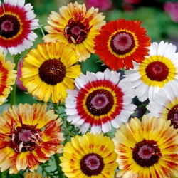 Üç renkli krizantem "Frohe Mischung" - çeşitli karışımlar; üç renkli papatya, yıllık krizantem - Chrysanthemum carinatum - tohumlar