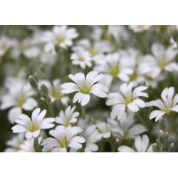 Snow-In-summer seeds - Cerastium biebersteinii - 250 بذرة - ابذرة