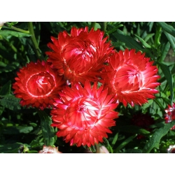 Sempre Viva - vermelho - 1250 sementes - Xerochrysum bracteatum
