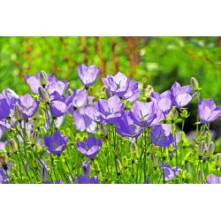 Tussock Bellflower, Carpathian Harebell - variedad azul - 6500 semillas - Campanula carpatica