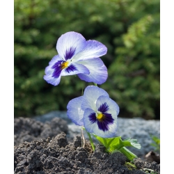 Large-flowered garden pansy - blue with white-and-navy spot "Adonis" - 320 seeds