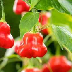 Ornamental pepper 'Bell' - late variety, ideal for garden decorations