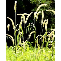 Geltonos lapės sėklų sėklos - Setaria glauca - Setaria pumila