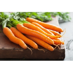 गाजर "रोडोस एफ 1" - छोटे-रूट प्रकार, मध्यम-प्रारंभिक किस्म - 4250 बीज - 