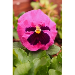 Large-flowered garden pansy "Laura Swiss" - pink with a dot - 320 seeds