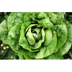 Winter butterhead salad "Humil" - 900 biji - Lactuca sativa L. var. Capitata - benih