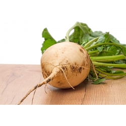 Beetroot "Snow Ball" - white-root variety - 250 seeds