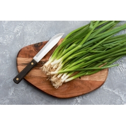 Winter onion "Kroll" - green, juicy and tender chives - 125 seeds