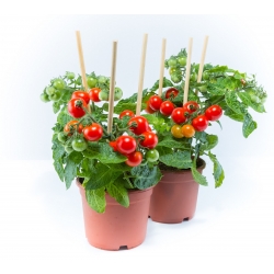 Tomat "Bajaja" - varietas rendah ceri yang tumbuh dengan kebiasaan membuntuti untuk budidaya balkon - Lycopersicon esculentum Mill  - biji