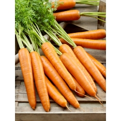 Porkkana - Berlikumer 2 - Perfection - Daucus carota