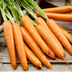 Zanahoria - Berlikumer 2 - Perfection - Daucus carota