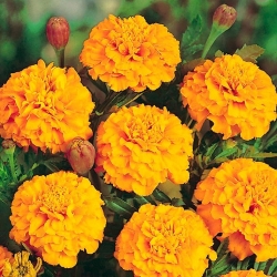 French marigold "Petite Gold" - low growing, double golden yellow variety - 315 seeds