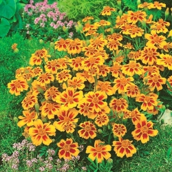 French marigold "Ania" - single-flowered, honey-carmine variety