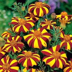 Mexican marigold "Klaun" - tall-growing variety