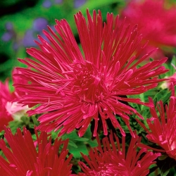 Needle-petal aster "Red Ball" - 225 seeds
