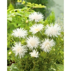 Nadel-Blütenblatt-Aster "White Jubilee" - 450 Samen