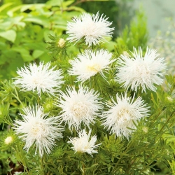 Asters Chinensis - White Jubilee - 450 frø - Callistephus chinensis