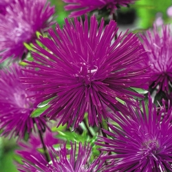 Игла-латица астер "Виолетта" - шљива-амарант - 450 семена - Callistephus chinensis 