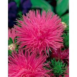 바늘 - 꽃잎 애 스터 "Walentyna"- 핑크색 다양한 - 450 종자 - Callistephus chinensis  - 씨앗
