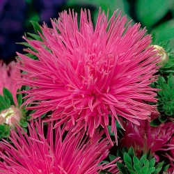 Callistephus chinensis – Valentina - 450 sementes - rosa