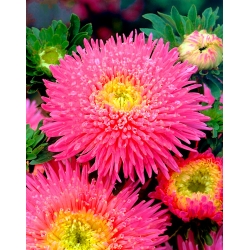 Princess aster "Connie" - pink, tall variety - 450 seeds