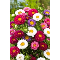 Semi-double aster "Spark" - variety mix - 360 seeds