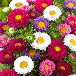 Asters Chinensis – Spark - mix - 360 frø - Callistephus chinensis
