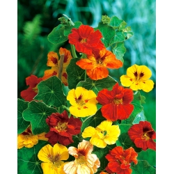 BIO Garden nasturtium - mešanica barvnih sort - certificirano ekološko seme; Indijska kresla, menihi -  Tropaeolum majus - semena