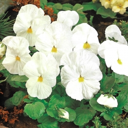 Swiss taman pansy - putih - Viola x wittrockiana Schweizer Riesen - benih