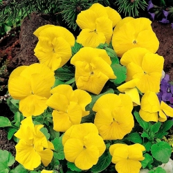 大きな花の咲く庭パンジー "ルナ"  - レモンイエローのすべての色合い -  288種子 - Viola wittrockiana - シーズ