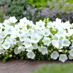 Carpathian bellflower - white variety, Tussock Bellflower, Carpathian Harebell - 6500 seeds