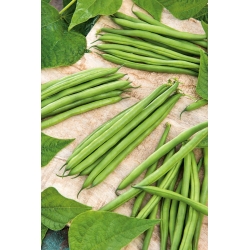 녹색 프랑스 콩 "Finezja"- 질병에 대단히 강한 - Phaseolus vulgaris L. - 씨앗
