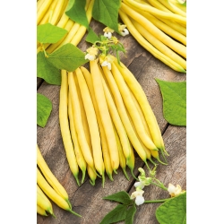 Žltá trpasličí fazuľa "Luiza" - produktívna a odolná - Phaseolus vulgaris L. - semená