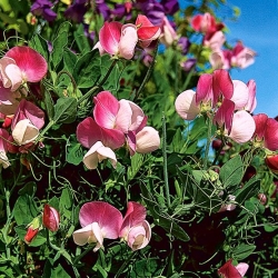 Ervilha de cheiro - Pansy Lavender Flash - Lathyrus odoratus - sementes