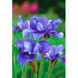 Iris siberian berbunga dua - Concord Crush; bendera siberia - Iris sibirica