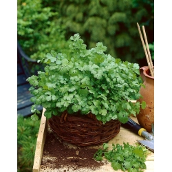 Міні-сад - Коріандр - для балконних і терасових культур - Coriandrum sativum - насіння