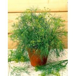 Mini vrt - vrtni koper - za kulturne terase in terase - Anethum graveolens L. - semena