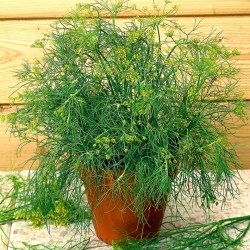 Mini záhrada - Záhradný kôš - pre balkón a terasu - Anethum graveolens L. - semená