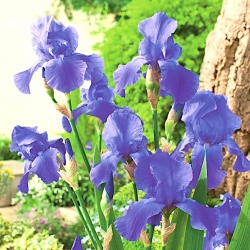 Iris germanica Blue - bebawang / umbi / akar