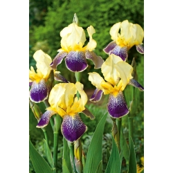 Iris germanica Фіолетовий і жовтий - цибулина / бульба / корінь