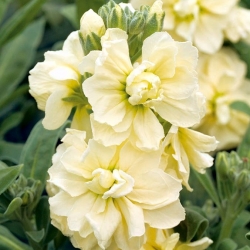 ホイアリーストック "Varsovia Bona"  - 淡い黄色。金色の花 - Matthiola incana annua - シーズ