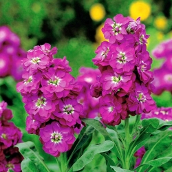 Hoary stock "Varsovia Kama" - carmine-pink; gilly flower