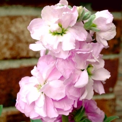 Delna parcela "Varsovia Mela" - belo-roza; gilly cvet - Matthiola incana annua - semena