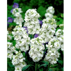 Hoary stock "Varsovia Mera" - white; gilly flower