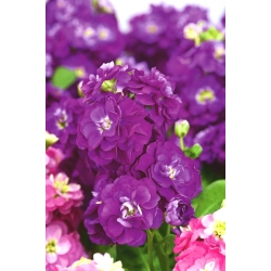 Hoary stock "Varsovia Rena" - amaranth-purple; gilly flower