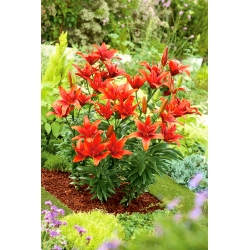 Lilje Asiatisk - Red Twin  - Lilium Asiatic Red Twin